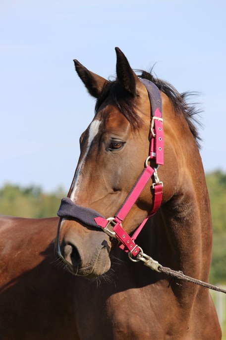 Pferd-Carvina